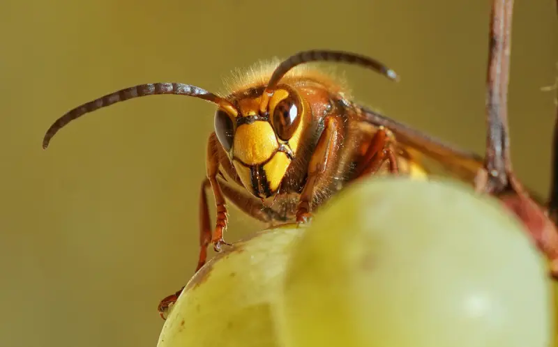  Eastleigh pest removal near me - Wasp Control Eastleigh