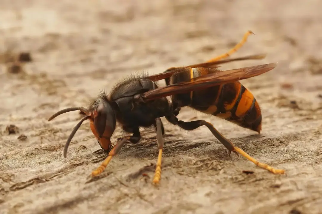 Wasp control Portsmouth