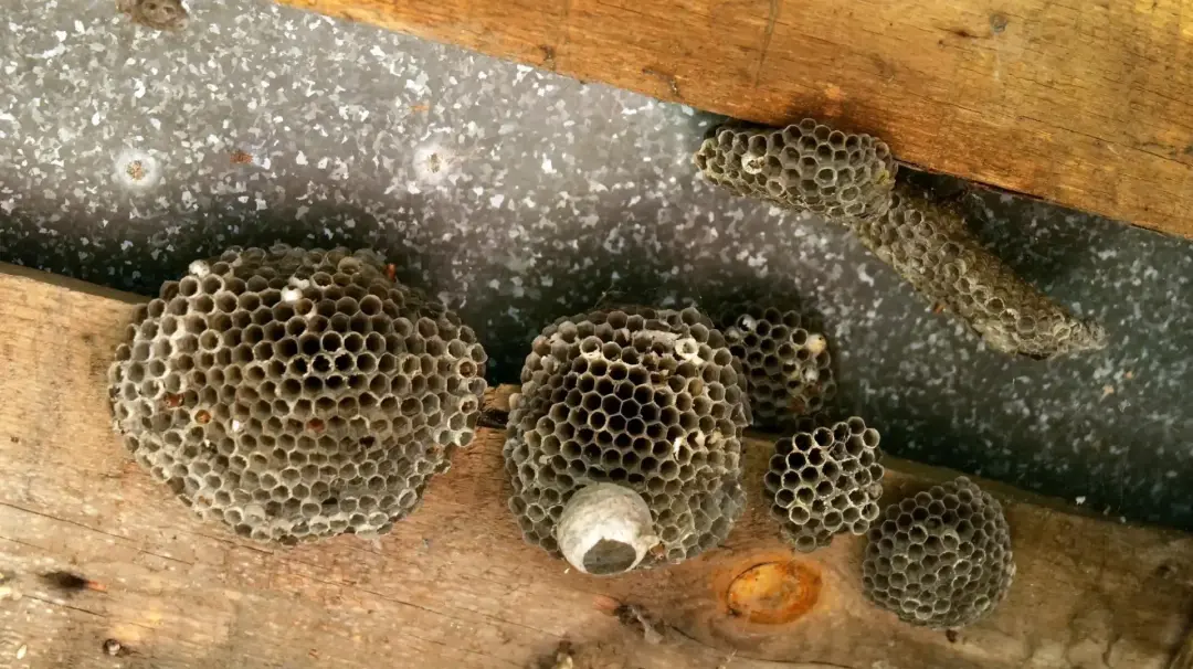 Wasp nest close up for professional wasp control